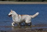 SIBERIAN HUSKY 613